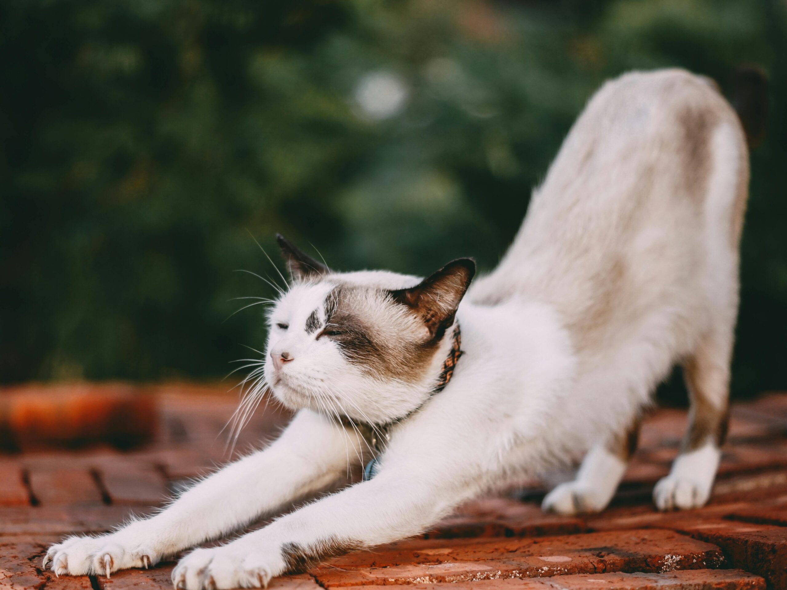 Yoga Down Dog